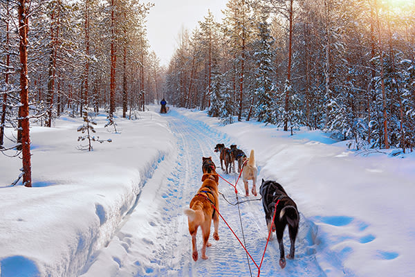 Dogsledding in forests, Sweden
