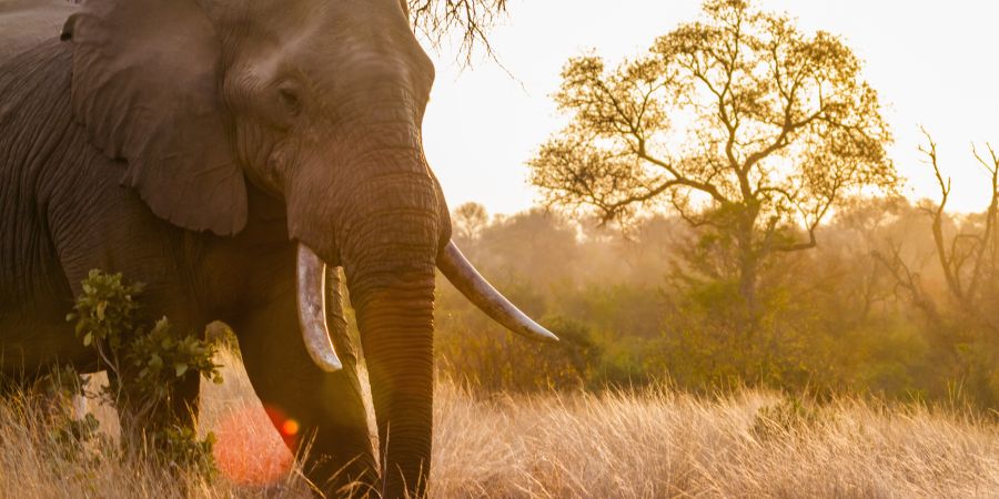 Your Guide to a Year of Wildlife Adventures