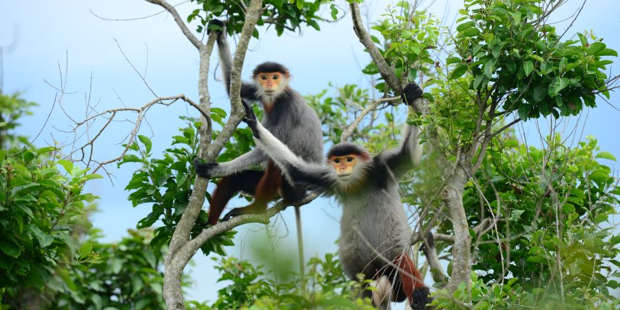 The Primate Survival Project