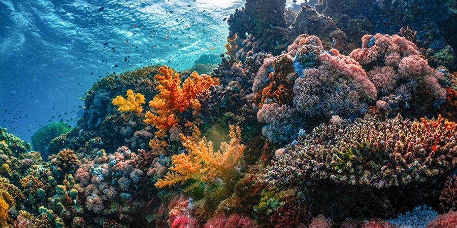 Supporting healthy oceans 
