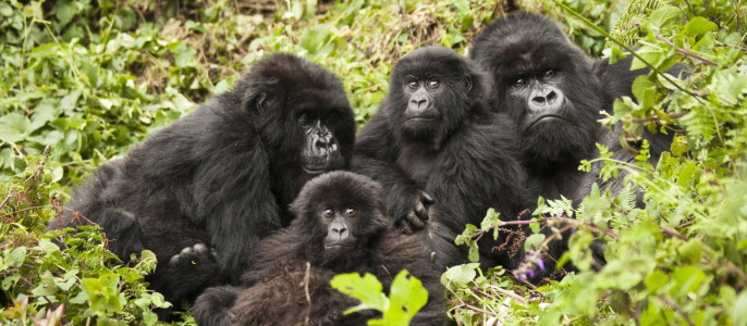 Gorilla Trekking Travel Tips for Beginners