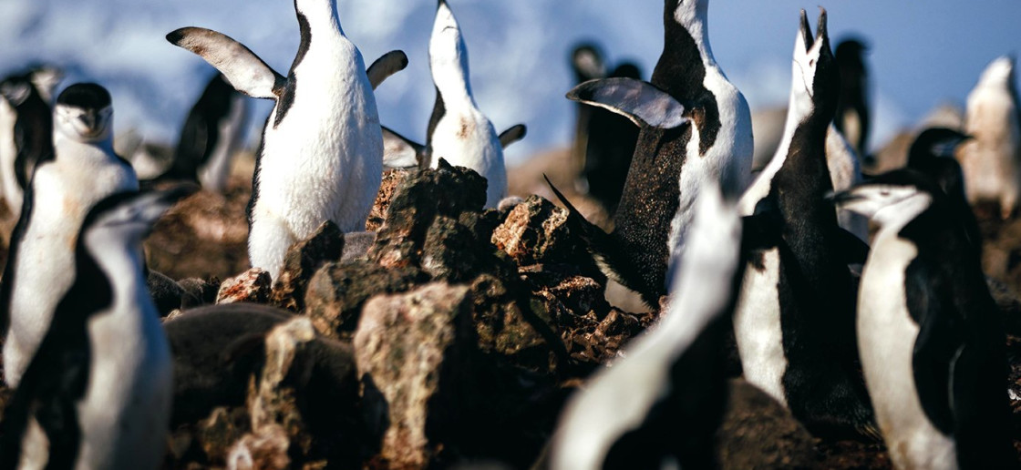 Chinstrap penguins performing an ecstatic display by raising their flippers and head.