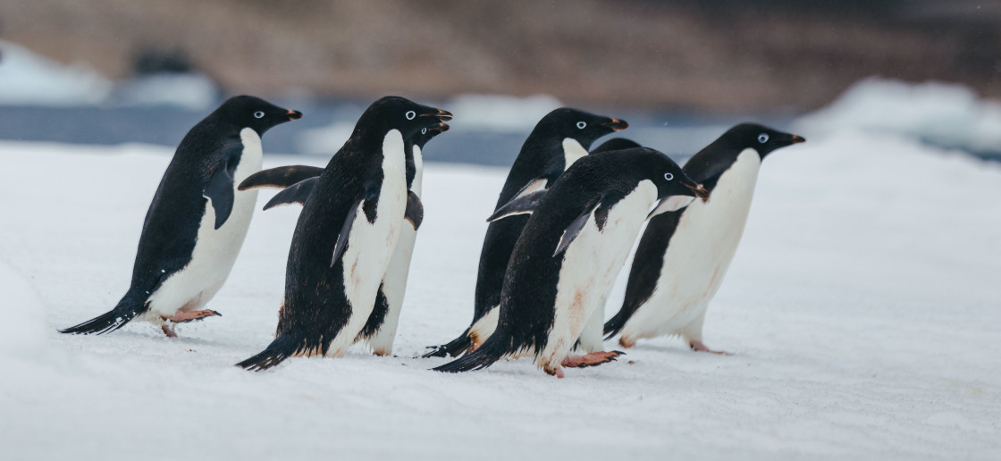 Six Adelie penguins move across an ice flow at Paulet Island