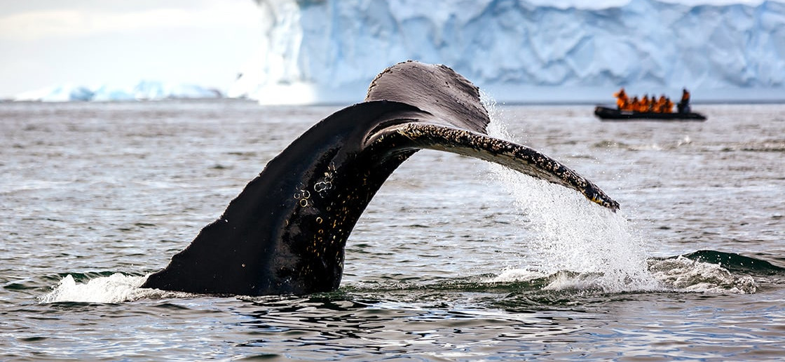 Humpback whale tail spotted near an iceberg in Antarctica