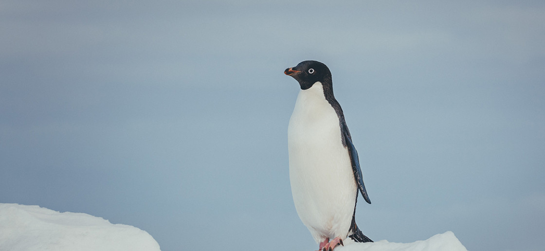 An Adelie penguin stands tall on top of an iceberg.