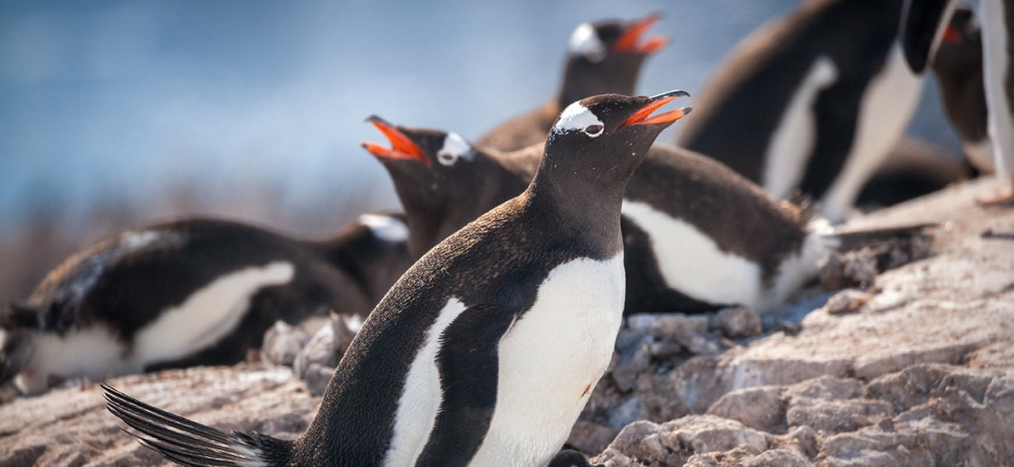 Gentoo penguin and its chick sit on top of their rocky nest during a sunny day at Neko Harbour.