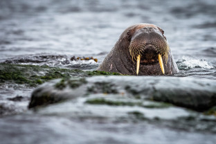 Svalbard Explorer: Best of High Arctic Norway