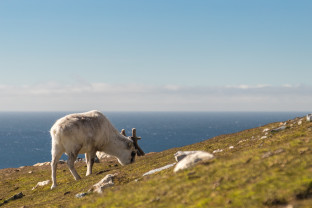Arctic Saga: Exploring Spitsbergen via the Faroes and Jan Mayen