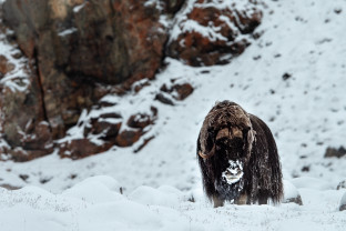 Northwest Passage to Newfoundland: Glaciers, Mountains, and Wildlife