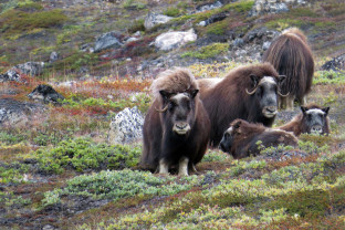 Northwest Passage: The Legendary Arctic Sea Route