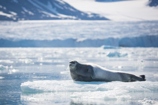 Harbour Seal, Svalbard