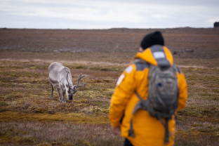 Svalbard Reindeer