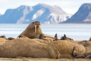 [Hero] Svalbard Explorer: Best of High Arctic Norway