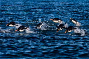 South Georgia and Antarctic Peninsula: Penguin Safari