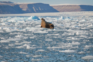 A walrus on sea ice in Croker Bay, Nunavut in the Canadian High Arctic - Photo by Acacia Johnson