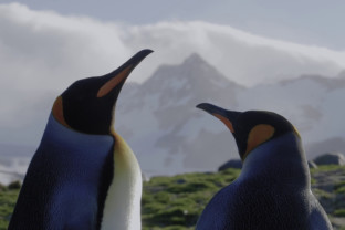 Epic Antarctica: The Falklands, South Georgia and Crossing the Circle
