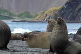 South Georgia and Antarctic Peninsula: Penguin Safari