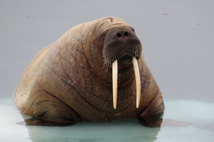 Northwest Passage: Epic High Arctic