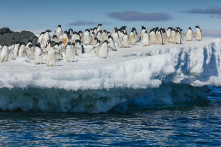 emperor penguins on snow hill