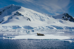 seal on an ice floe in antarctica