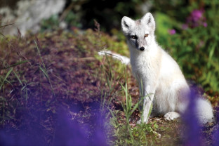 Greenland to Newfoundland: Mountains, Wildlife and Viking History