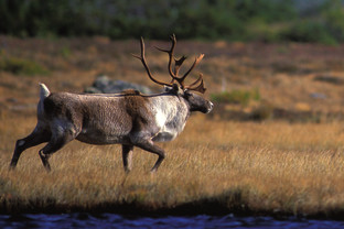 Greenland to Newfoundland: Mountains, Wildlife and Viking History