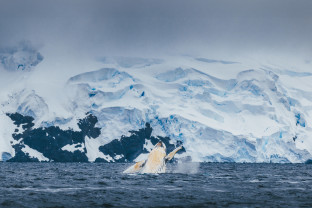 Antarctic Marine Mammals: The World of Whales and Seals