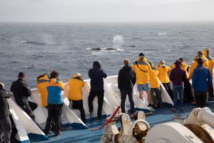 Antarctic Marine Mammals: The World of Whales and Seals
