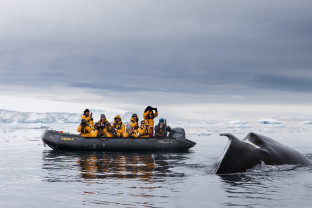 Antarctic Marine Mammals: The World of Whales and Seals