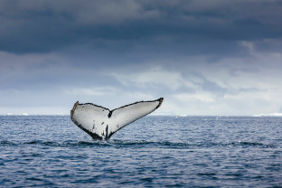 Antarctic Marine Mammals: The World of Whales and Seals