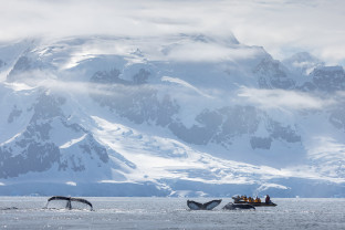 Antarctic Marine Mammals: The World of Whales and Seals