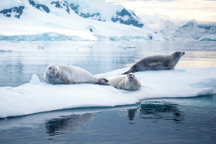 Crabeater seals in antarctica