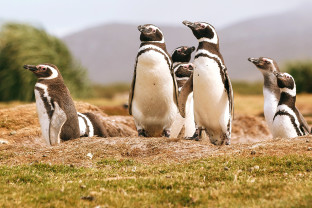 Penguins in south georgia