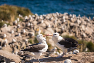 Penguins of the Far South: Falklands, South Georgia and Antarctica