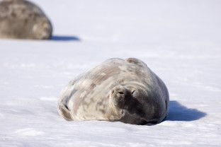 Weddell Seal on ice floe
