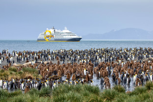 Falkland Islands and South Georgia: 20-Day Wildlife Adventure