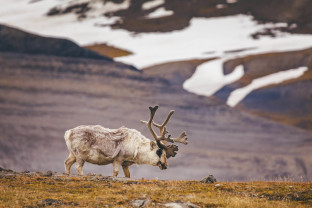 Svalbard in Summer: Tundra, Whales and Wildlife
