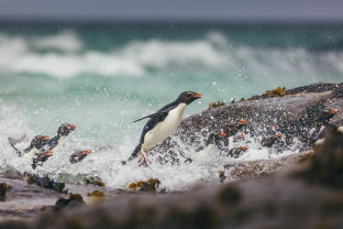 Falkland Islands and South Georgia: 20-Day Wildlife Adventure