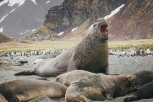 Falkland Islands and South Georgia: 20-Day Wildlife Adventure