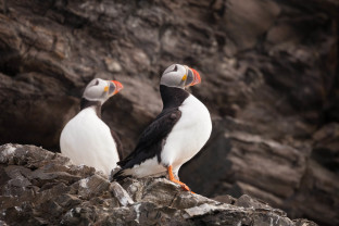 Scotland to Spitsbergen: Puffins, Sea Ice and Wildlife