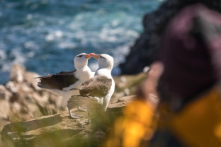 Falkland Islands and South Georgia: 20-Day Wildlife Adventure