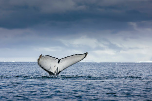 Antarctic Marine Mammals: The World of Whales and Seals
