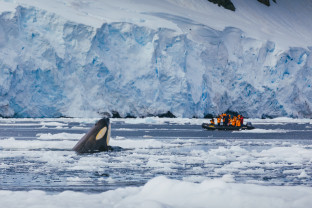 Antarctic Marine Mammals: The World of Whales and Seals