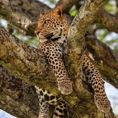 Close up of a Leopard in a tree in Serengeti National Park Tanzania