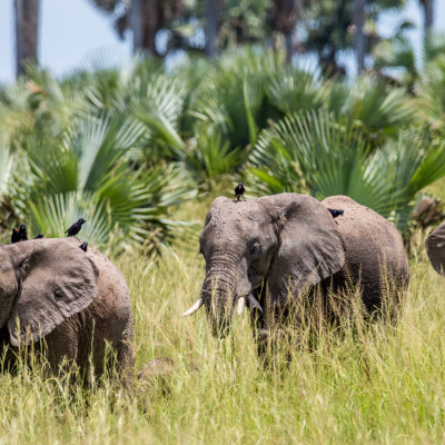 Tierreisen & Safaris