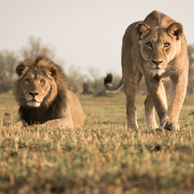 Best Things To Do in Botswana