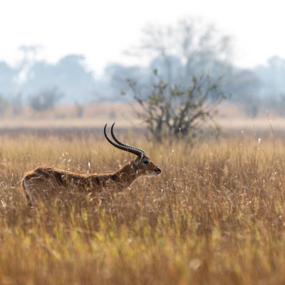 Impalas on eating between yellow grass in moremi game reserve, Botswana, Africa