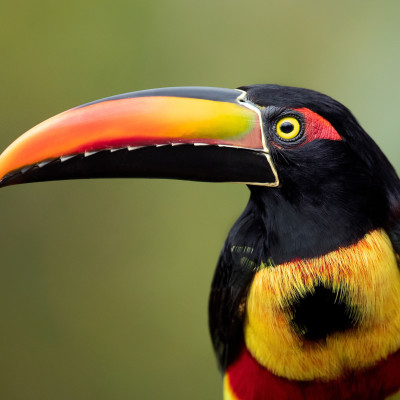 Costa Rica Tours