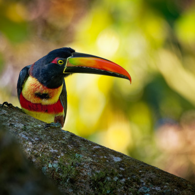 Costa Rica Tours