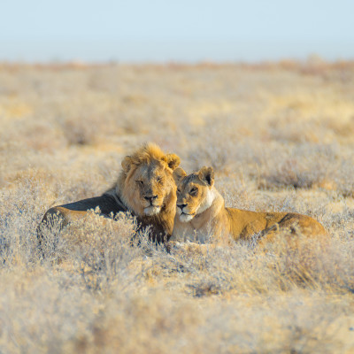 Couple of Lions lying down on the ground in the bush, Etosha National Park, Namibia, Africa